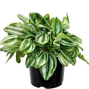 House Plants: Peperomia Watermelon Mini - 14cm