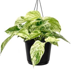 Marble Queen Pothos Hanging Pot - 17cm