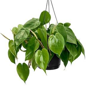 House Plants: Philodendron Heartleaf Hanging Pot - 17cm