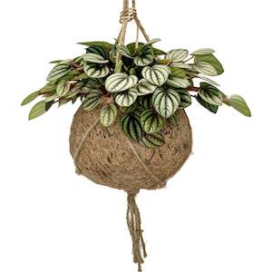 House Plants: Peperomia Piccolo Banda Kokedama