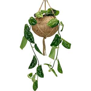 Satin Pothos (Scindapsis Pictus) Kokedama