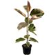 Ficus Ruby - 14cm