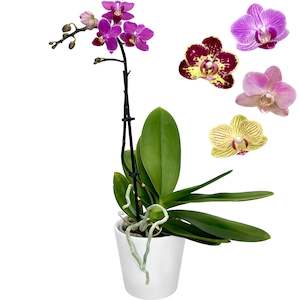 Phalaenopsis Mini (Coloured) - 9cm