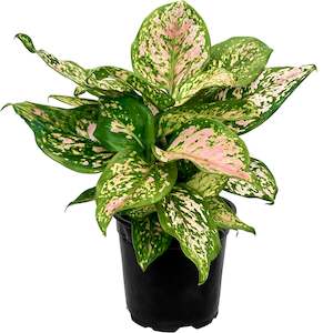 Aglaonema Wishes - 12cm