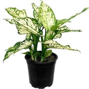House Plants: Aglaonema Variegata Pearls - 12cm