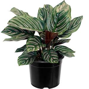 House Plants: Calathea Ornata - 14cm
