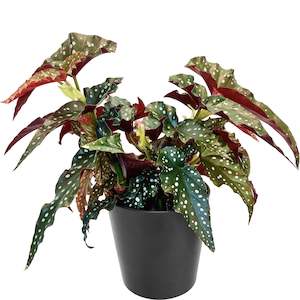 House Plants: Begonia Black Forest - 12cm