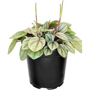 Peperomia Milano - 12cm
