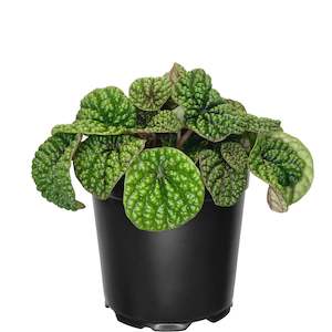 Peperomia Green Bubbles - 12cm