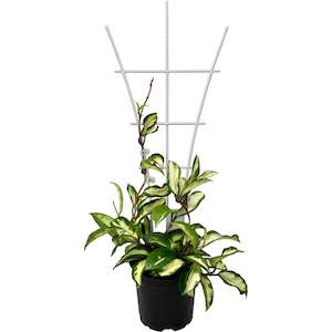 Plant Support Trellis