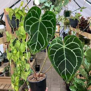 Anthurium Crystallinum - Clearance