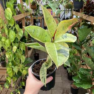 Ficus Shivereana - Clearance
