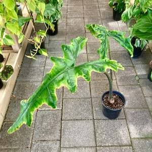 Plant Rescue: Alocasia Sabrina - Clearance