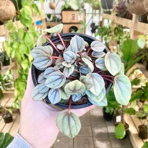 Plant Rescue: Peperomia Milano - Clearance