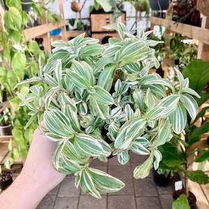 Tradescantia Tenderness - Clearance