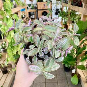 Tradescantia Sweetness - Clearance