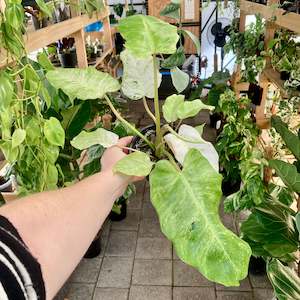 Philodendron Snowdrift - Clearance