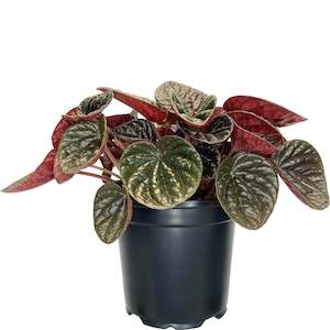 Best Sellers: Peperomia Chocolat - 12cm