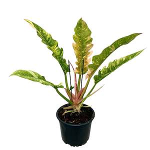 Best Sellers: Philodendron Ring of Fire - 14cm
