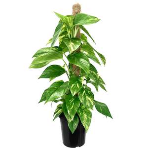 House Plants: Golden Pothos - 18cm