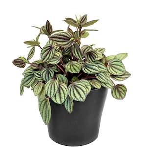 House Plants: Peperomia Piccolo Banda - 12cm