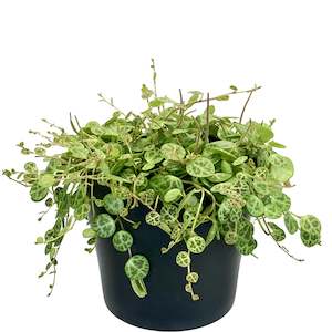 House Plants: Peperomia Prostrata 'String Of Turtles' - 12cm