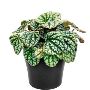 Peperomia Burbella - 12cm