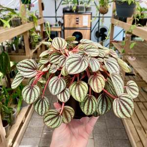 Peperomia Piccolo Banda - Clearance