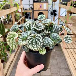 Peperomia Burbella - Clearance