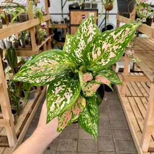 Plant Rescue: Aglaonema Wishes - Clearance