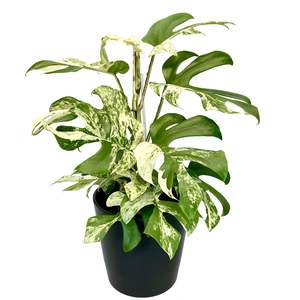 House Plants: Variegated Philodendron Minima - 14cm