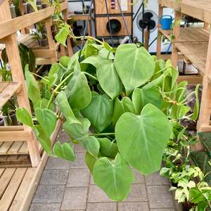 Philodendron Heartleaf Hanging Pot - Clearance