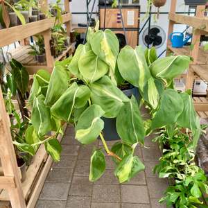 Plant Rescue: Philodendron Brazil Hanging Pot - Clearance