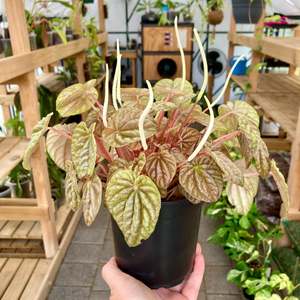 Plant Rescue: Peperomia Quito - Clearance