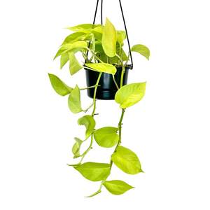 Epipremnum Neon (Neon Pothos) - 12cm