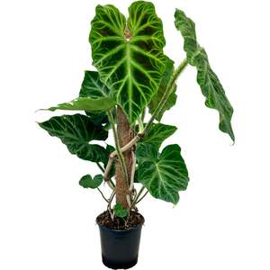 Philodendron Verrucosum - 17cm
