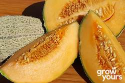 Fruit: Rockmelon ‘Hales Best Jumbo’