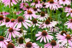 Echinacea ‘Purple Coneflower’
