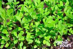 Herb Seeds: Marjoram âSweetâ