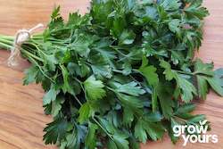 Parsley âDark Green Italian Flat Leafâ