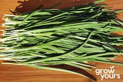 Herb Seeds: Chives âGarlicâ