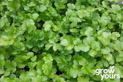 Herb Seeds: Coriander
