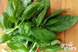 Basil âSweet Genoveseâ