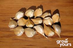 Vegetable Seeds: Garlic ‘Elephant’
