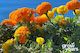 Marigold ‘Crackerjack Mix’