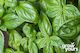 Basil ‘Italian Large Leaf’
