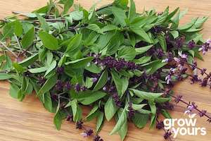 Herb Seeds: Basil ‘Thai’