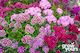 Sweet William 'Double Mix'