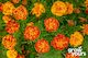 Marigold 'Petite Mix'