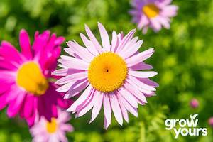 Spring Sowing: Painted Daisy 'Robinsons Mix'